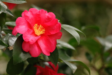 冬の寒空に咲く