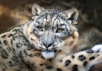 Obraz premium Close of a Snow Leopard in natural habitat