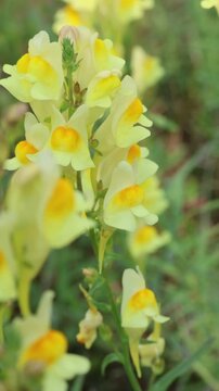 Yellow toadflax (Linaria vulgaris) flower close-up. Vertical video.