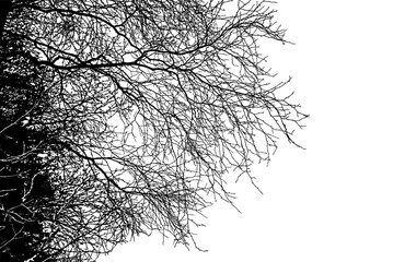 Obraz premium Natural tree branches silhouette on a white background (illustration). Natural branch on a white. 