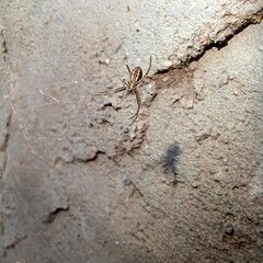 Weeds and herbs in nature 