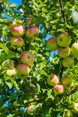 Close-up of ripe, juicy apples on a meadow orchard in the Taunus
