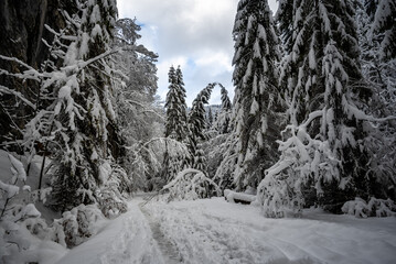 Snowy path winding through snow-covered pine forest in winter