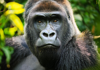 Naklejka premium Close up of a adult Gorilla in jungle