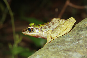 A close-up of a Swinhoe's Frog(Odorrana swinhoana)  with a green and brown spotted back on a rock. The frog's smooth skin has small warts and granules. New Taipei City, Taiwan.