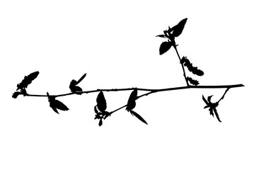 Natural tree branches silhouette on a white background. Natural branch on a white. 