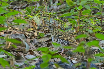 Scaly Thrush (Zoothera dauma) camouflaged amongst the leaf litter, Nainital area, Uttarakhand, India.
