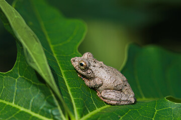 Close-up of a Meintein tree frog(Chirixalus idiootocus) perched on vibrant green leaves. The frog's mottled gray skin contrasts with the bright colors of the leaves. New Taipei City, Taiwan.