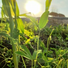Weeds and herbs in nature 