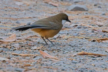 White-throated Laughingthrush, (Garrulax albogularis) on the ground, Nainital area, Uttarakhand, India.