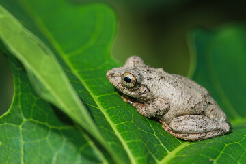 Close-up of a Meintein tree frog(Chirixalus idiootocus) perched on vibrant green leaves. The frog's mottled gray skin contrasts with the bright colors of the leaves. New Taipei City, Taiwan.