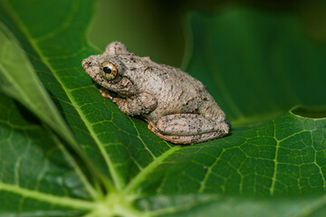 Obraz premium Close-up of a Meintein tree frog(Chirixalus idiootocus) perched on vibrant green leaves. The frog's mottled gray skin contrasts with the bright colors of the leaves. New Taipei City, Taiwan.