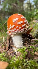 Red Mushroom 
