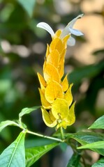yellow flower
