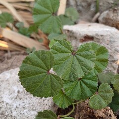 Weeds and herbs in nature 