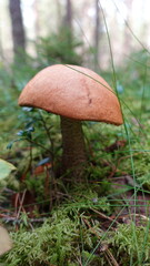 Brown Mushroom in Moss and Grass