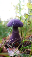 Purple Mushroom in the wild