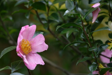 冬の寒空に咲く
