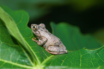 Close-up of a Meintein tree frog(Chirixalus idiootocus) perched on vibrant green leaves. The frog's mottled gray skin contrasts with the bright colors of the leaves. New Taipei City, Taiwan.