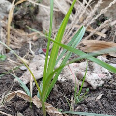 Weeds and herbs in nature 
