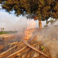 Weeds and herbs in nature 