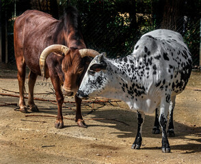 Zebu nano bull and cow in their enclosure