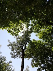 Trees Underneath