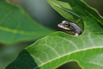 Close-up of a Meintein tree frog(Chirixalus idiootocus) perched on vibrant green leaves. The frog's mottled gray skin contrasts with the bright colors of the leaves. New Taipei City, Taiwan.