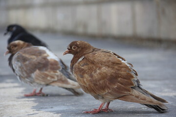 Brown Pigeon