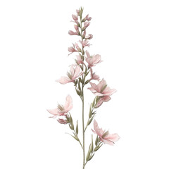 Obraz premium Delicate Pink Flowers