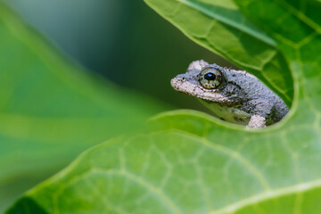 Close-up of a Meintein tree frog(Chirixalus idiootocus) perched on vibrant green leaves. The frog's mottled gray skin contrasts with the bright colors of the leaves. New Taipei City, Taiwan.