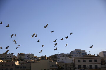 Flying Birds
