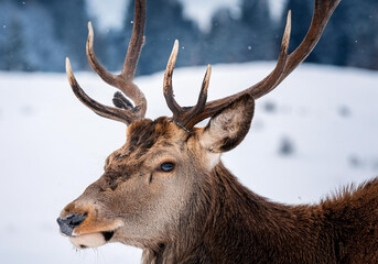 Close up of  a deer with antlers in winter landscape