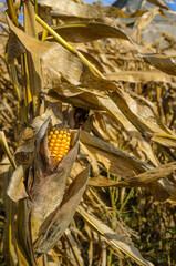 Corn cob in a field on windy weather