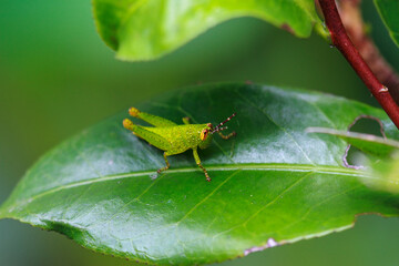 A close-up of a vibrant green nymph of the Xenocatantops humilis species, perched delicately on a leaf. Its intricate details contrast against the lush green foliage. New Taipei City, Taiwan.