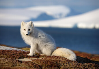 Fototapeta premium Polar fox in arctic landscape