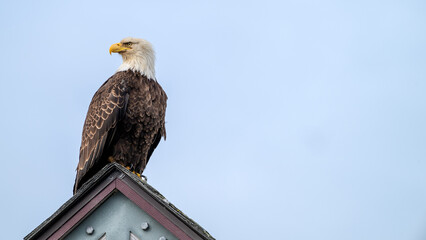 Bald Eagle perched on a rooftop