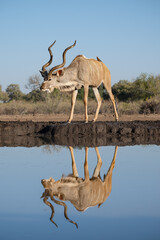 Kudu at a water hole preparing to drink, Mashatu, Botswana