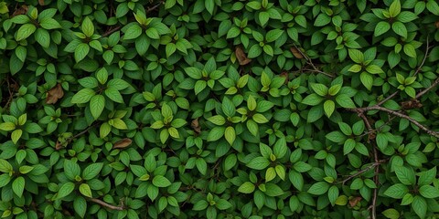 Obraz premium Dense foliage with various types of leaves and branches, leaf patterns, natural surfaces