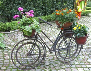 Orekhovno Landscape Park in the Pskov region. Flower garden in the form of an old bicycle