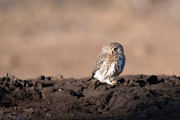 pearl spotted owlet sitting on the ground at a water hole in Botswana