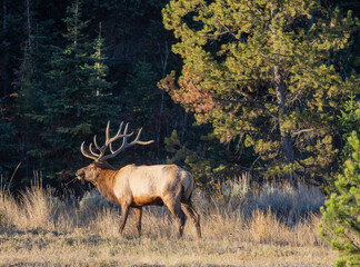 Bull Elk During the Rut in Grand Teton National Park Wyoming in Autumn