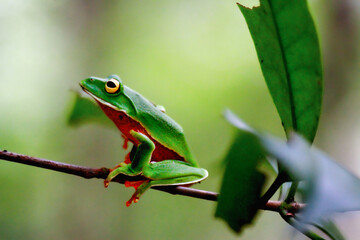 A vibrant Orange Belly Tree Frog(Zhangixalus aurantiventris) with a smooth, dark green back and orange-red belly perched on a branch. New Taipei City, Taiwan.