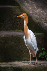 An adult eastern cattle egret (Ardea coromanda) in breeding plumage stands on a stone staircase