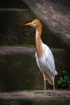 An adult eastern cattle egret (Ardea coromanda) in breeding plumage stands on a stone staircase
