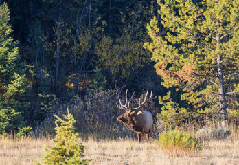 Bull Elk During the Rut in Grand Teton National Park Wyoming in Autumn