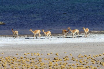 Lagunas Altiplanicas - Chile