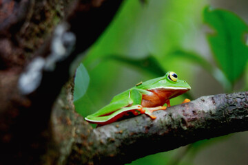 A vibrant Orange Belly Tree Frog(Zhangixalus aurantiventris) with a smooth, dark green back and orange-red belly perched on a branch. New Taipei City, Taiwan.