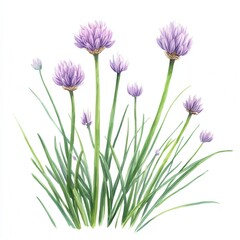 Delicate chive flowers with vibrant green stems, painted in watercolor.