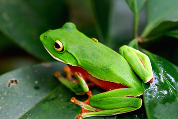 A vibrant Orange Belly Tree Frog(Zhangixalus aurantiventris) with a smooth, dark green back and orange-red belly perched on a branch. New Taipei City, Taiwan.